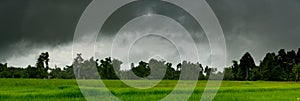 Panorama heavy clouds storm of rain on sky over rice field in rural
