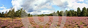 Panorama of heide meadow, cloudy sky and trees