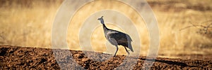 Panorama of helmeted guineafowl running up bank