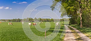 Panorama of a herd of brown and white cows at a dirt road in Overijssel