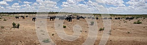 Panorama from a herd of elephants