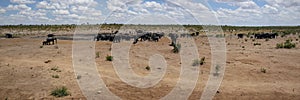 Panorama from a herd of elephants around a waterpool
