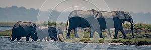 Panorama of herd of elephants crossing river