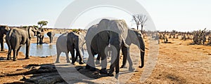 Panorama of a herd of elephants drinking close to the camp waterhole in Hwange National Park, Zimbabwe