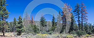 Panorama of High Altitude Pine Trees