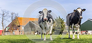 Panorama of holstein cows at a farm in Gaasterland