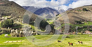 Panorama of horses in the Picos de Europa