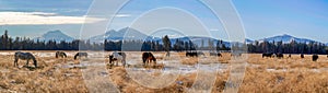 Panorama of Horses on a Ranch with the Cascade Mountains in the Background in Central Oregon