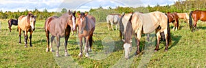 Panorama. Horses standing eating on meadow grass background