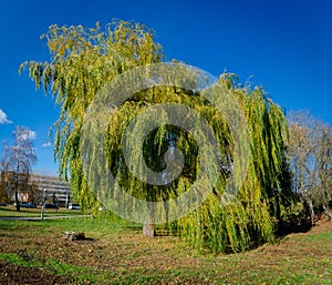 Panorama of a hundred year old willow