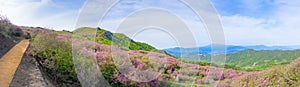 Panorama of Hwangmaesan Country Park with pink royal azalea or cheoljjuk bloom around the hillside