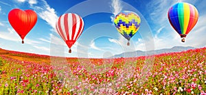 Panorama image of Hot air balloon over the cosmos flower field