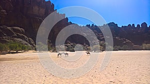 Panorama inside canyon aka Guelta d`Archei in East Ennedi, Chad