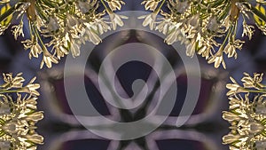 Panorama Interesting glowing star shape iwth white flowers relfected around it in abstract copy space design