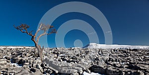 Panorama. Knarled tree looking across to Ingleborough