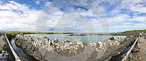 Panorama of the lagoon and the nature in Galapagos