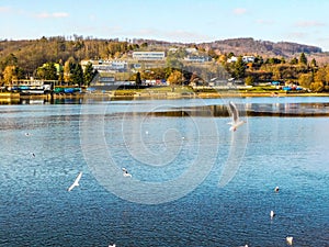 Panorama lake seagulls lake flight nature water sky