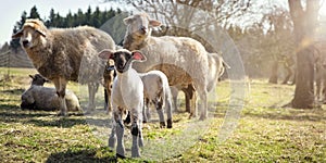 Panorama, Lamb and sheep flock, animal welfare