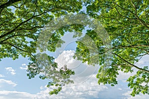 Panorama landscape. amazing and beautiful shade big green tree looking up towards the sky from under a large old live oak trees