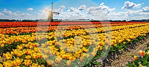 Panorama of landscape with blooming colorful tulip field, traditional dutch windmill and blue cloudy sky in Netherlands Holland ,