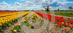 Panorama of landscape with blooming colorful tulip field, traditional dutch windmill and blue cloudy sky in Netherlands Holland ,