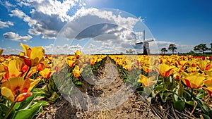 Panorama of landscape with blooming colorful tulip field, traditional dutch windmill and blue cloudy sky in Netherlands Holland ,