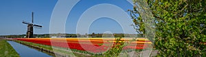 Panorama of landscape with blooming colorful tulip field, traditional dutch windmill and blue cloudy sky in Netherlands Holland ,