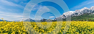 Panorama landscape with a canola rapeseed field and snowcapped alpine mountains