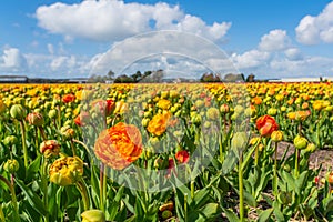 Panorama landscape of colorful yellow red blooming tulip field in Lisse Holland Netherlands