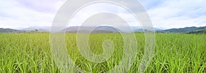Panorama landscape of green grass background, natural background - selective focus