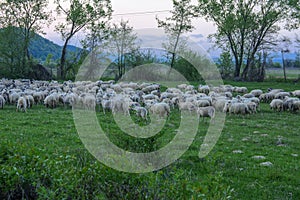Panorama of the landscape with a herd of sheep grazing on the gr