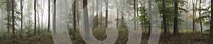 Panorama landscape image of Wendover Woods on foggy Autumn Morning. photo