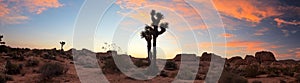 Panorama landscape of Joshua Tree National Park