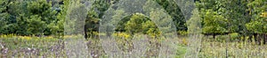 Panorama of a landscape in Ontario showing wildflowers, trees, and a meadow.