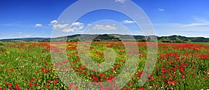 panorama landscape poppies field