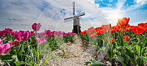 Panorama of landscape with red pink blooming colorful tulip field, traditional dutch windmill and blue cloudy sky in Netherlands