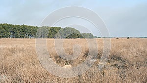 Panorama of the landscape of steppe and forest, Ukraine, Kherson region