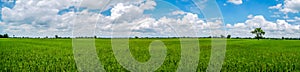 Panorama landscape of Thailand. Green nature jasmine rice field.