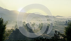 The panorama landscape of the tree in the rice fields, The sun's rays through at the top of the hill and the moving fog