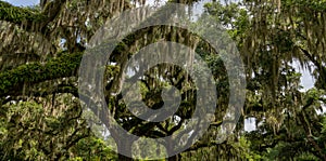 panorama landscape view of live oak trees with Spanish moss on the branches in lush green summer colours