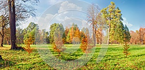 Glade in park on background of conifers and deciduous trees