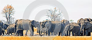 Panoraminc view of a very large herd of elephants with are surrounding a waterhole in Hwange National Park, Zimbabwe photo