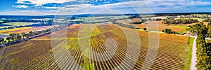 Panorama of large vineyard in autumn. photo