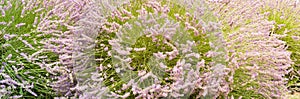 Panorama lavender on field at Sequim, Washington, USA
