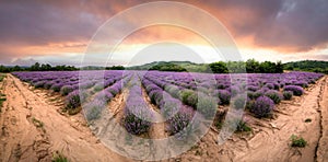 Panorama of Lavender field at sunset in Bulgaria