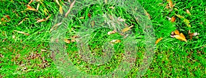 Panorama before and after lawn mow transformation, St. Augustine, Bermuda grass mixed fallen autumn leaves at front yard in Dallas