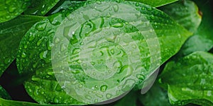 Panorama of leaf with water drops