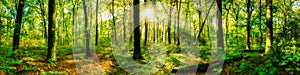 Panorama Of Leafy Green Forest 