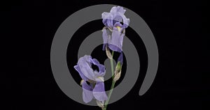 Panorama of light purple iris flower. Close-up. Isolated