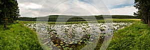 Panorama of LIlly Pads In Wrangler Lake